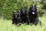 SCHIPPERKE 672